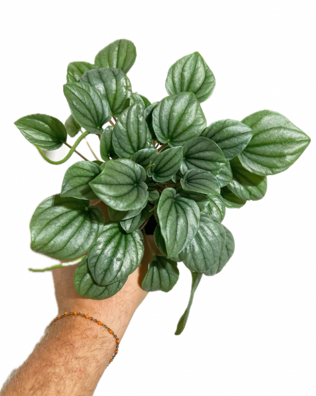 Peperomia Frost