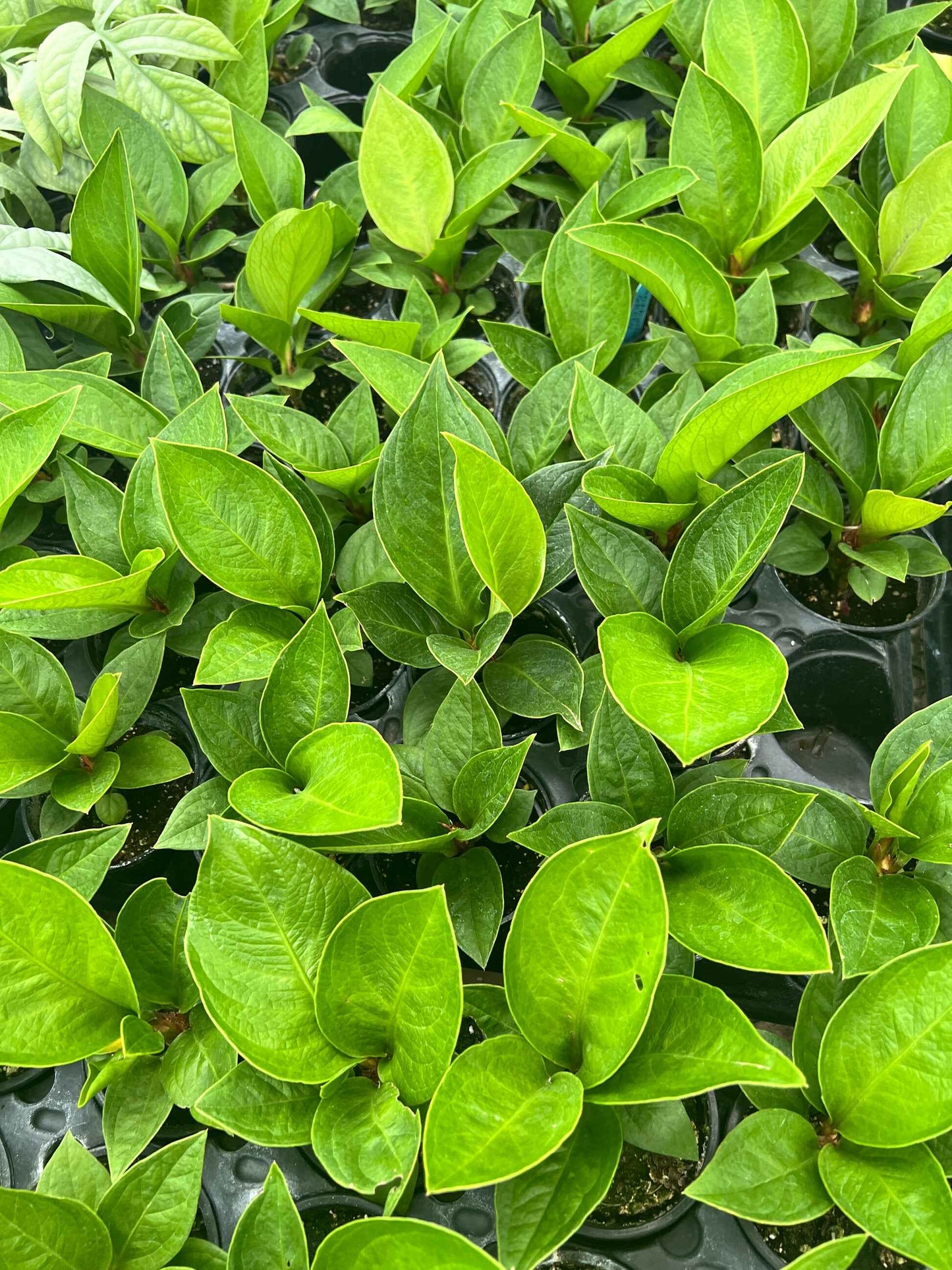 Anthurium Green Lady