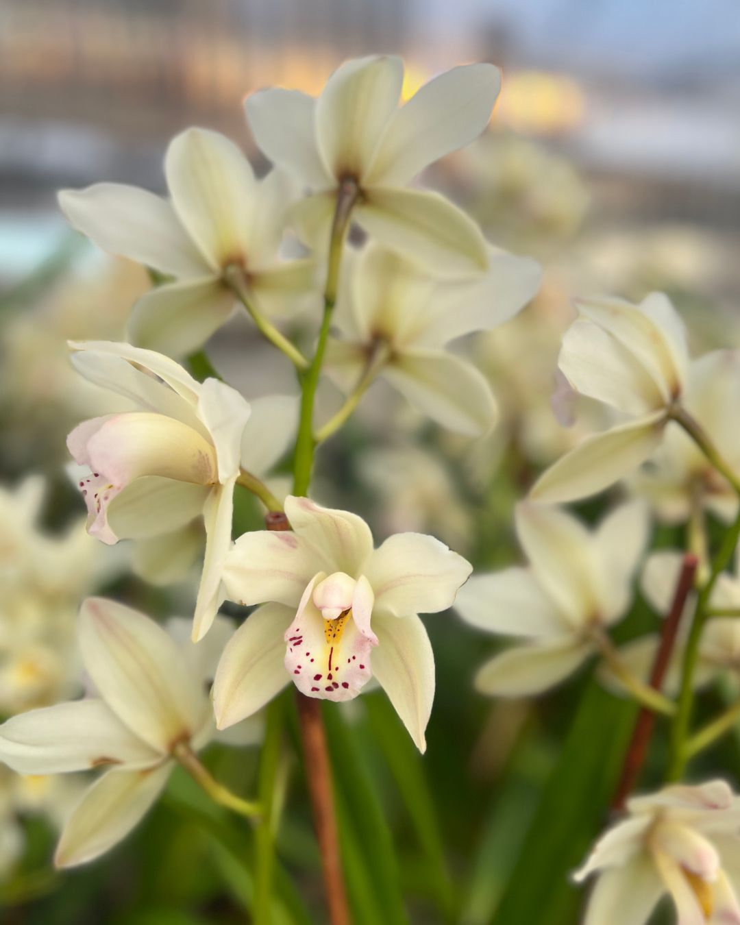 Cymbidium orchid with tall stems and fresh open blooms sitting in a Grow pot | Shop Online Mygreenscape.ca