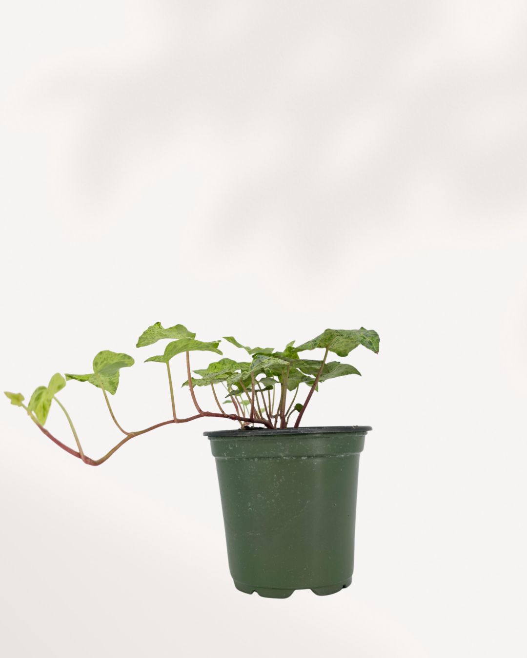 Ivy Luzil indoor hanging plant with cascading green foliage in nursery pot, easy care trailing houseplant for home decor, office spaces, and bright indirect light conditions