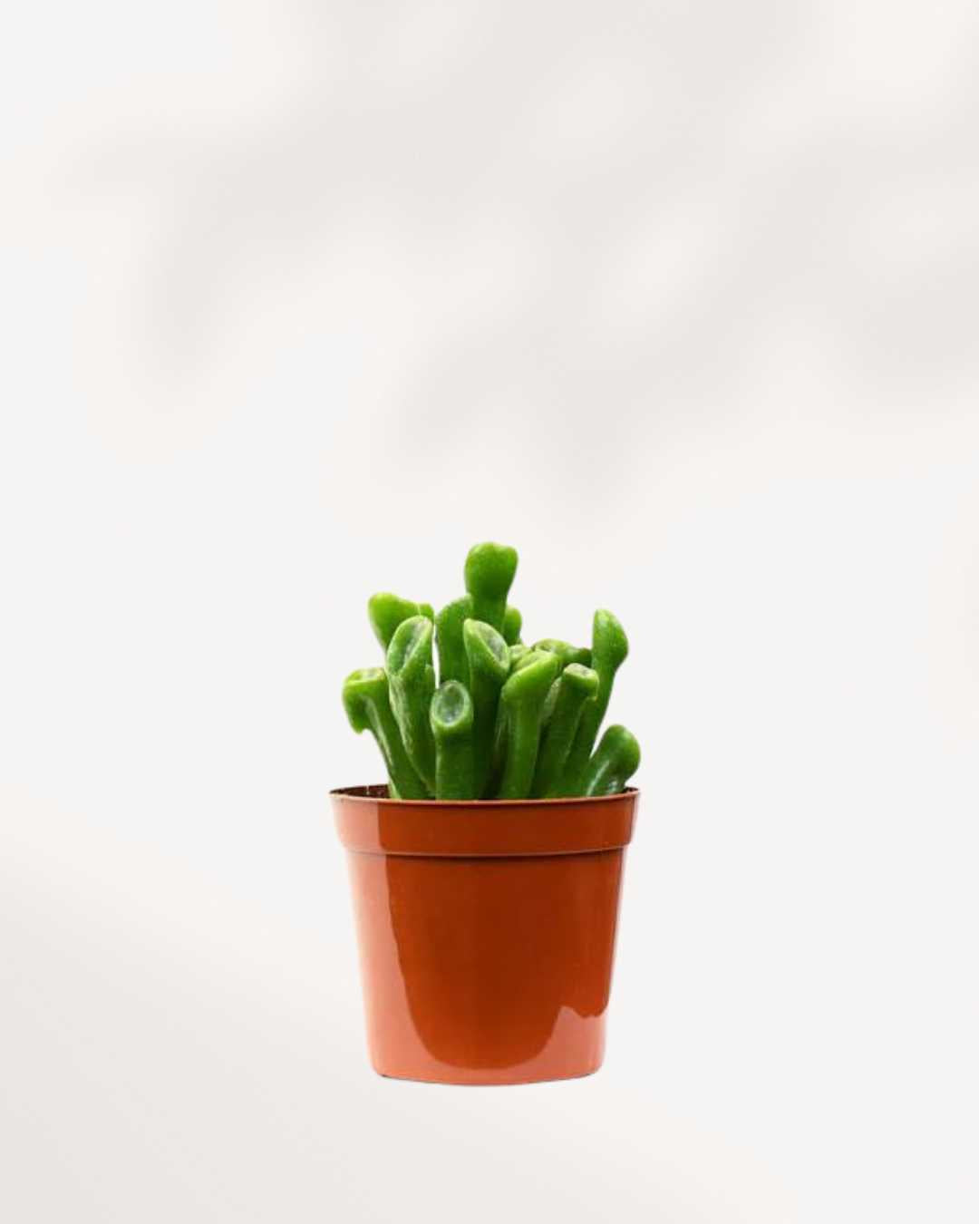 shrek succulent Jade Ovata 'Shrek' | Jade Coral Succulent - Buy Online | Mygreenscape