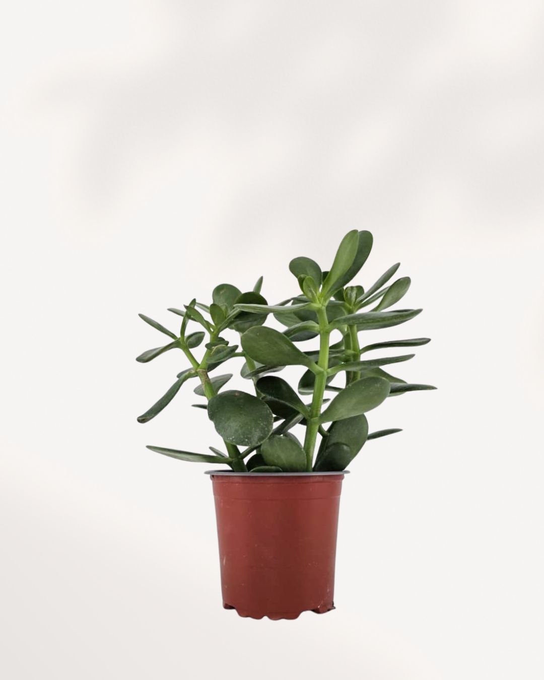 jade plant online Jade Plant for Sale | Easy-Care Succulent | Buy Online | Mygreenscape
