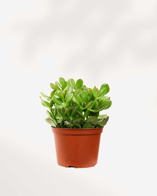Jade Plant | Crassula Ovata
