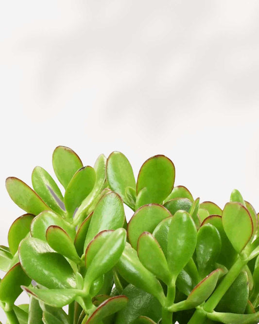 Jade Plant | Crassula Ovata 4" Pot - Small