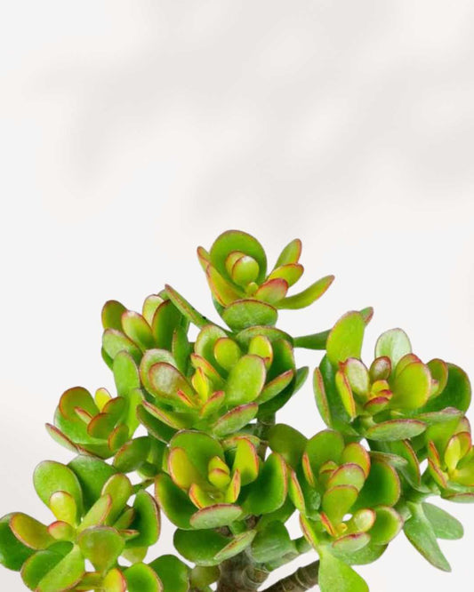 Jade - Crassula Ovata Minor