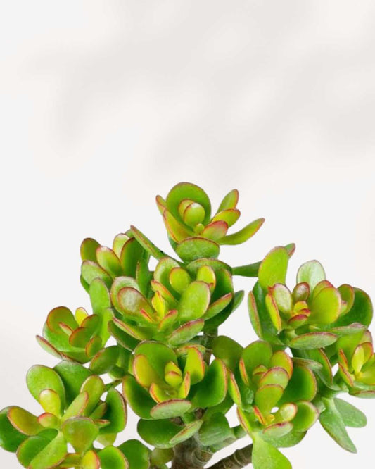 Jade - Crassula Ovata Minor 4" Pot - Small