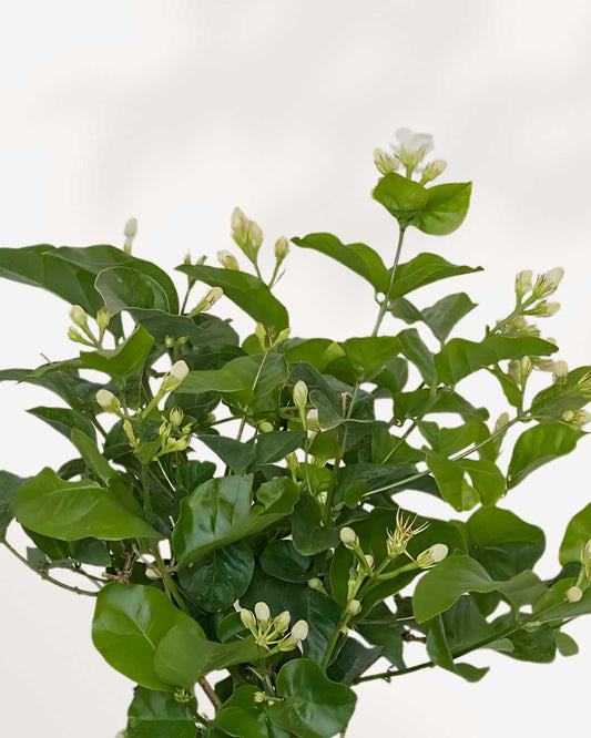 Jasmine Sambac 6" Pot - Medium (Expect some blemishes)