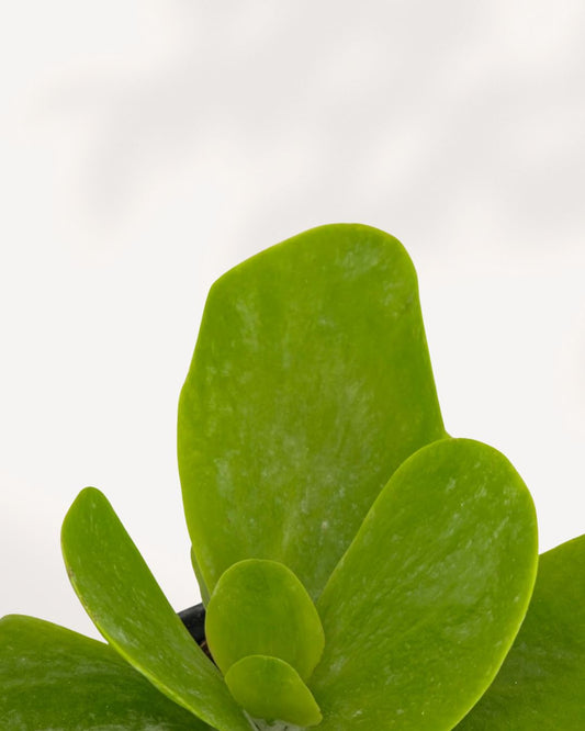 Kalanchoe Thyrsiflora 'Flapjack' succulent viewed from the front-top angle, showing its rounded paddle-shaped leaves.