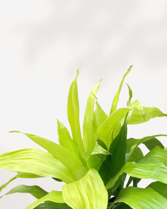 Dracaena Limelight 6” Pot - Medium