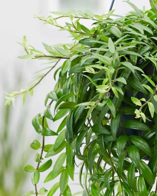 Lipstick Plant 6" - Hanging Basket