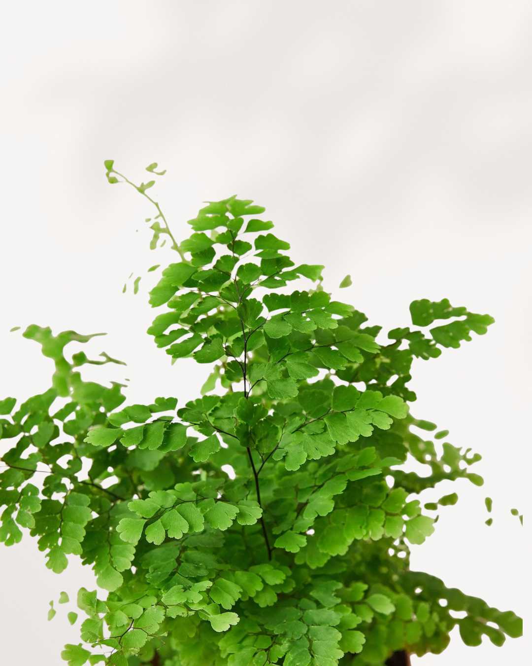 Maidenhair Fern