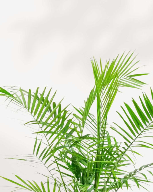Majesty Palm 10" Pot Large