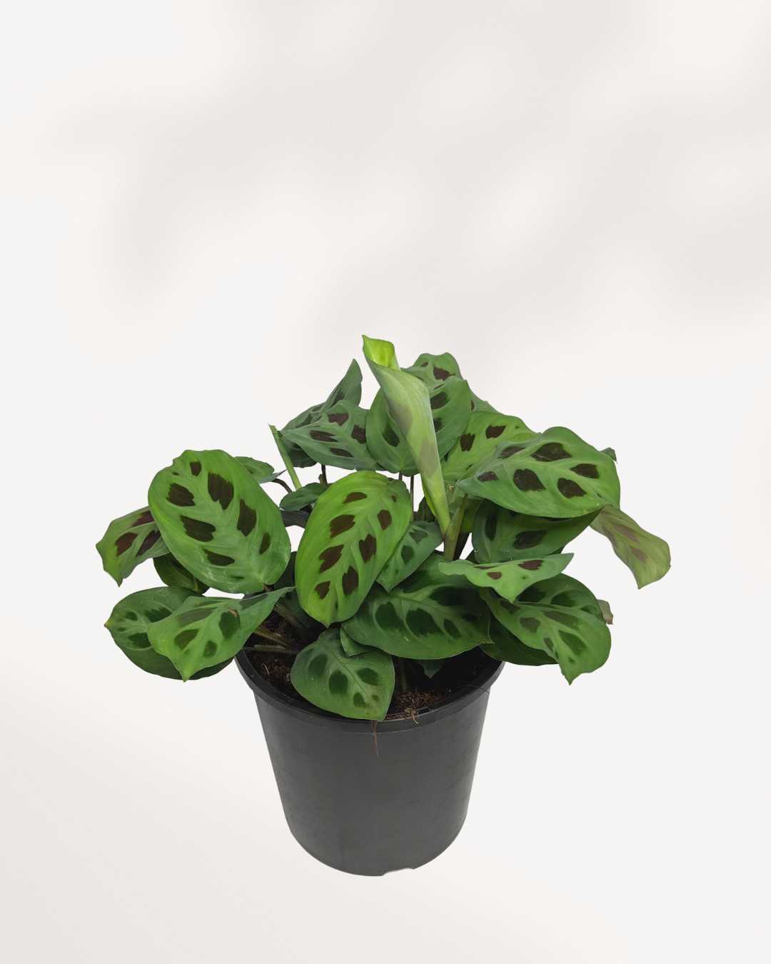 black prayer plant for sale Calathea Maranta Green Prayer Plant | Buy Online - Vibrant & Pet-Safe | Mygreenscape