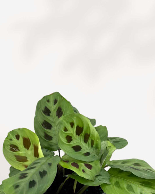 Maranta Green Prayer Plant | Buy Online