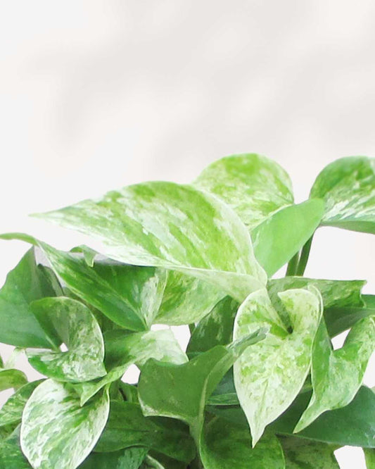 Marble Queen Pothos - Epipremnum Aureum Marble Queen 4" Pot - Small