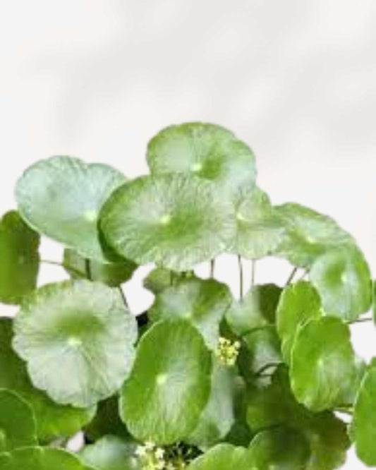 Marsh Pennywort 3.5" Pot - XSmall