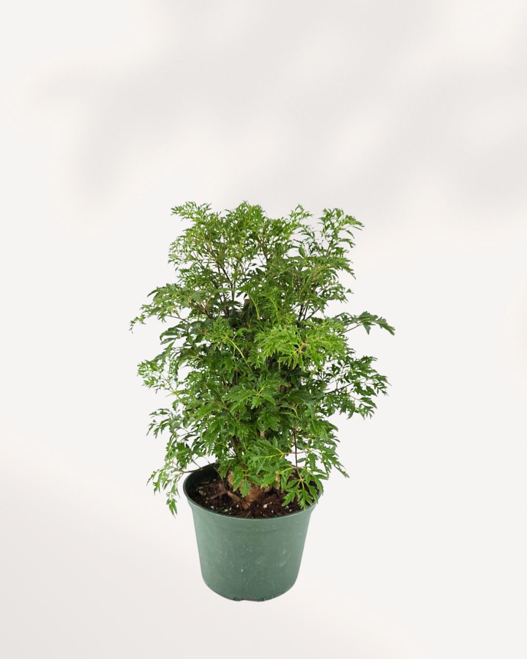 Close-up of the Ming Aralia 'Stump's' thick, woody, and intricately textured base or trunk.