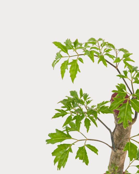 Ming Aralia Stump viewed from above at an angle, with a tall woody trunk and green leaves in a reddish-brown nursery pot.