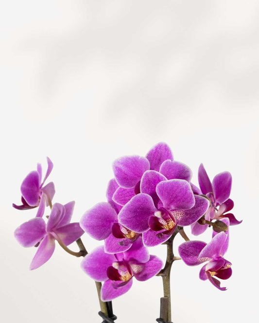 Mini Phalaenopsis Orchid