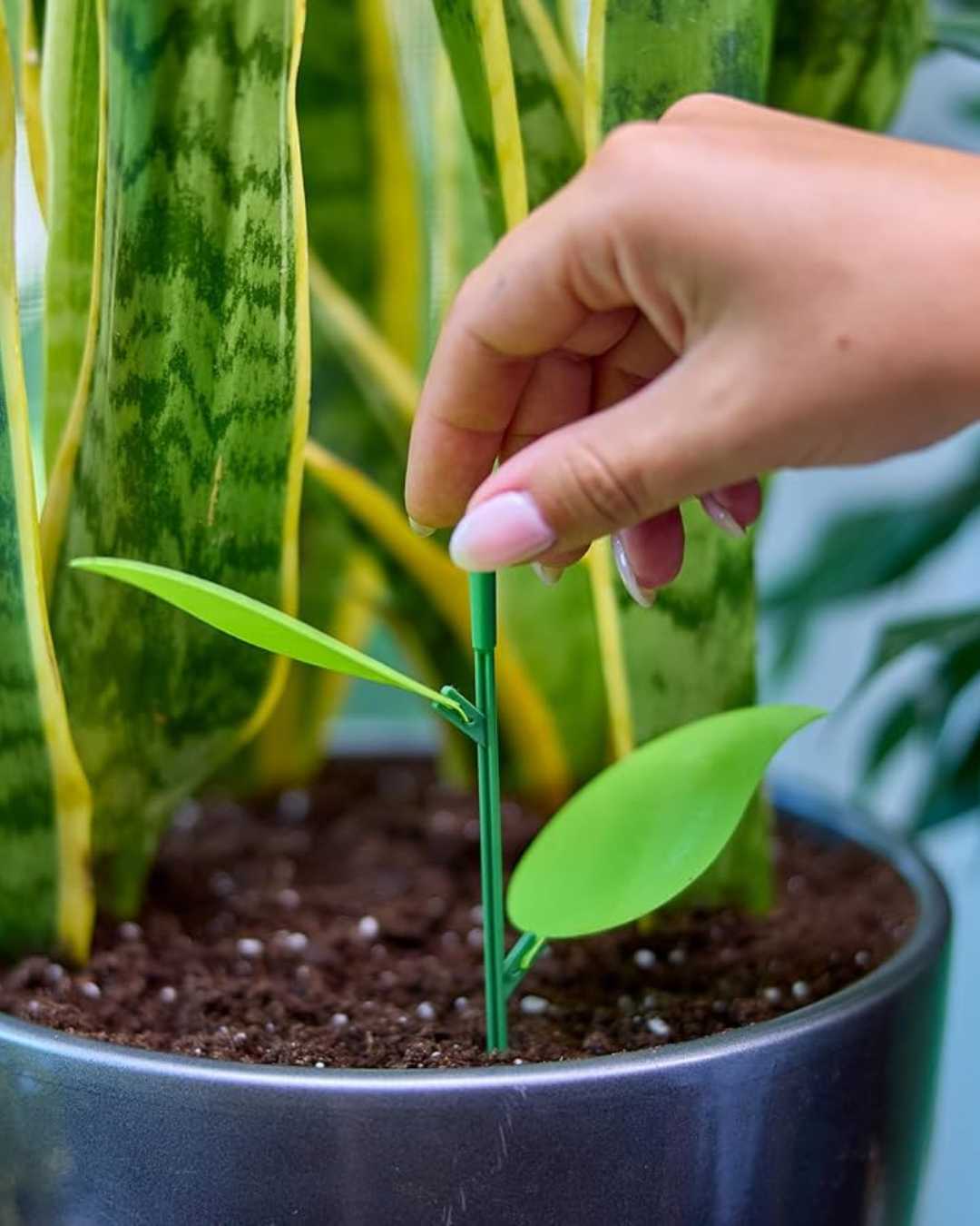 Miracle-Gro Sticky Gnat Trap | Buy Online