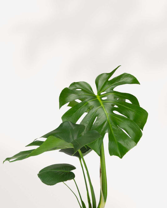 Monstera Deliciosa - Swiss Cheese Plant Deliciosa 4" Pot - Small