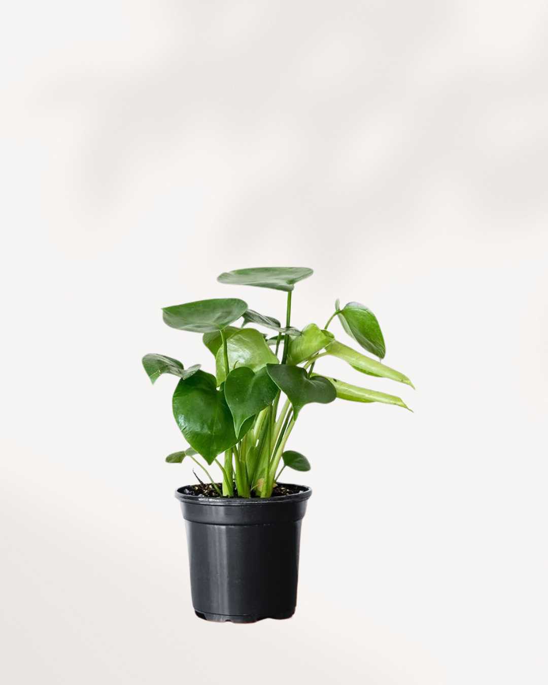 monstera deliciosa buy canada Buy Philodendron Monstera Deliciosa | MyGreenscape | Mygreenscape
