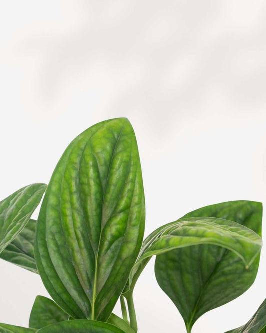 Monstera Peru 6" Pot - Medium