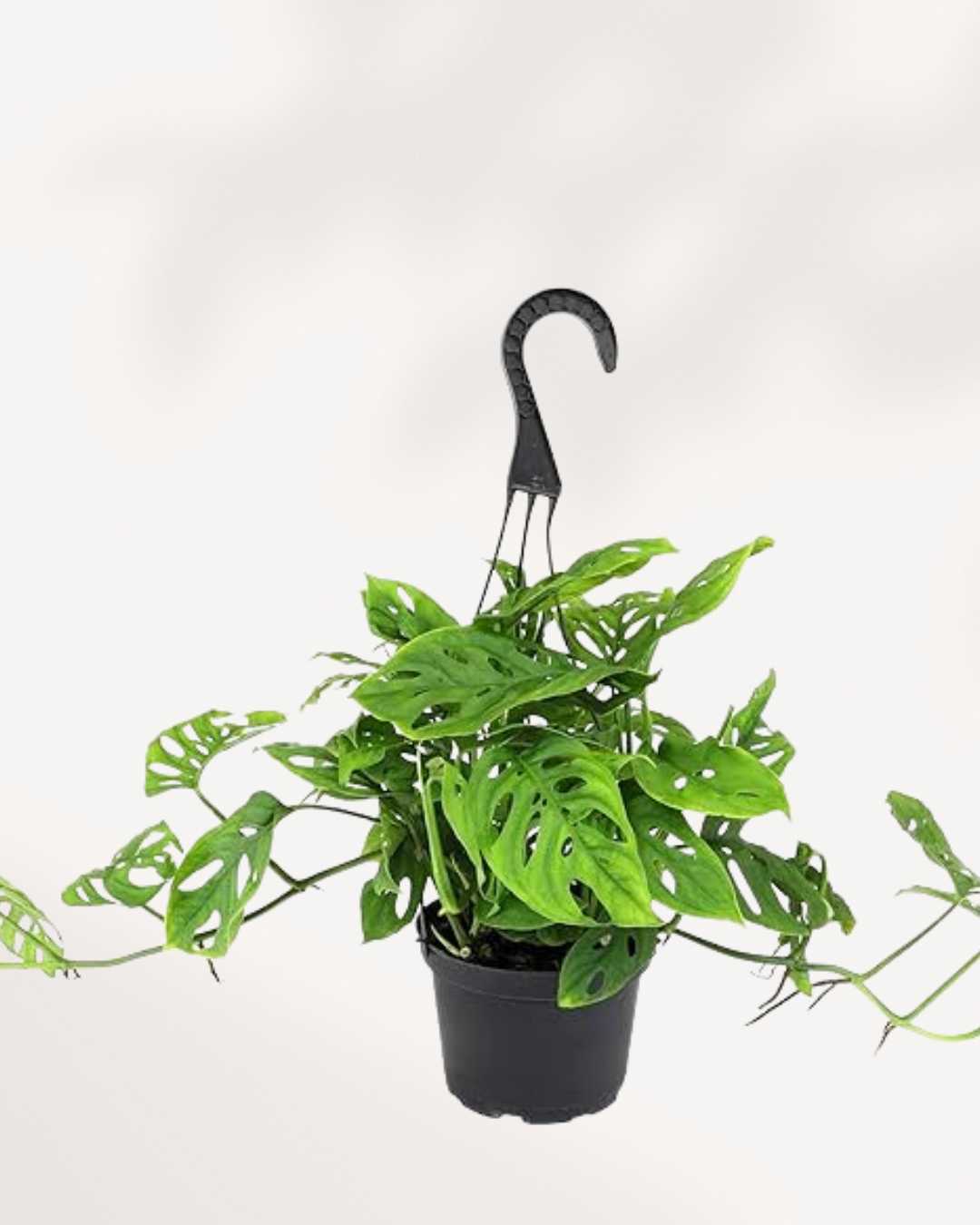 Monstera Adasonii - Swiss Cheese Plant Adansonii