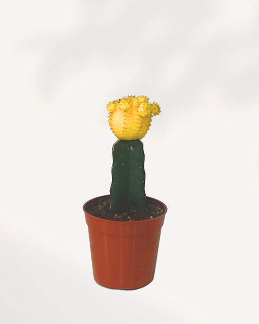 Moon Cactus 2.5" Pot - XSmall Red