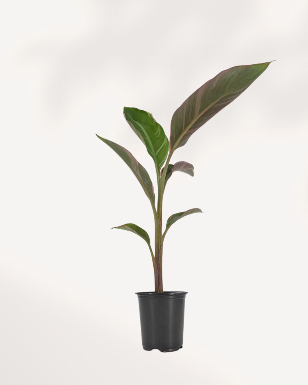 Musa Florida Variegated Pink banana plant front view featuring vibrant pink, cream, and green variegated foliage, premium tropical indoor plant available online in Richmond Hill with delivery across GTA Toronto and Canada.