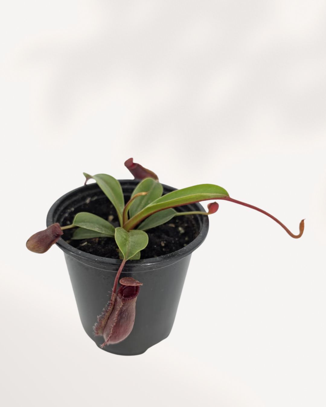 Nepenthes Diana Pitcher Plant