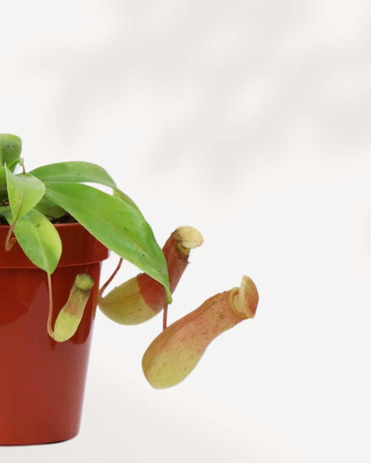 Nepenthes Pitcher Plant 3.5" Pot - XSmall