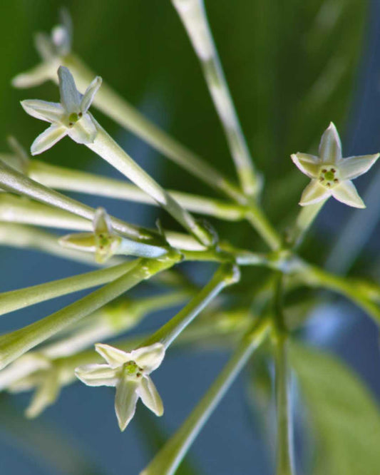 Night Blooming Jasmine
