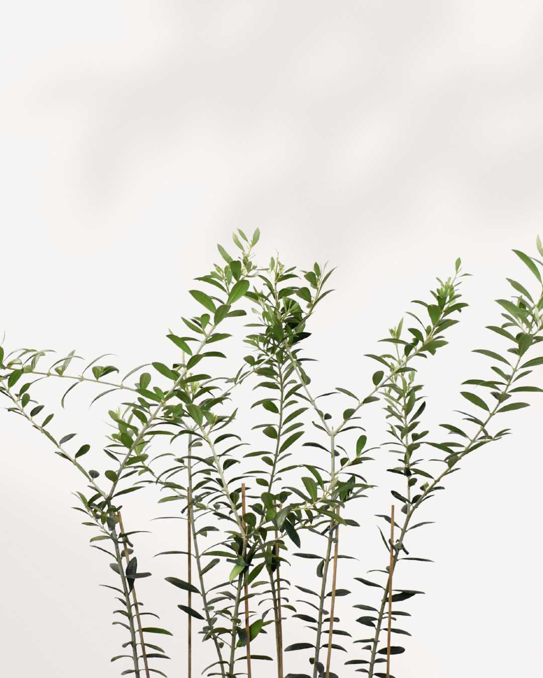 Olive Tree (Olea Europaea)