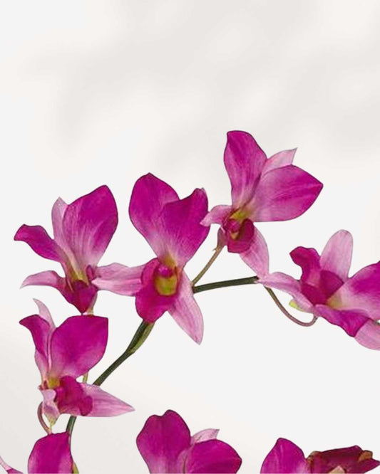 Orchid Dendrobium 4" Pot - Small