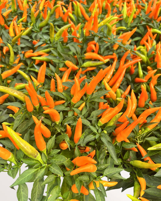 Ornamental Pepper