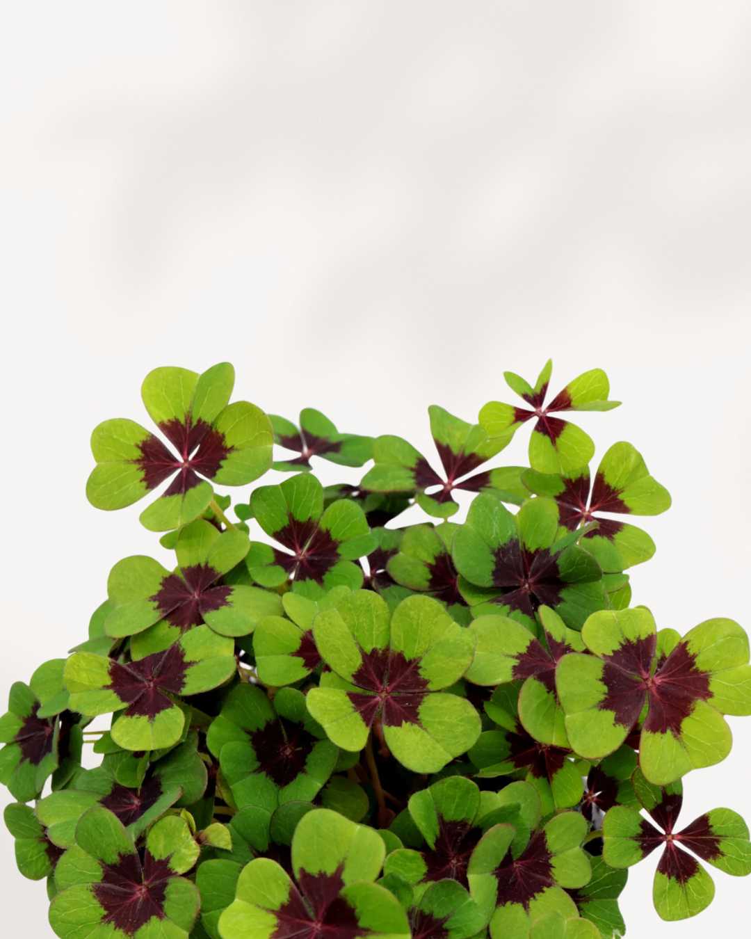 Oxalis Shamrock