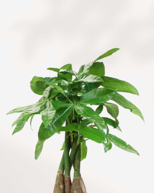 Money Tree - Pachira 4" Pot - Small