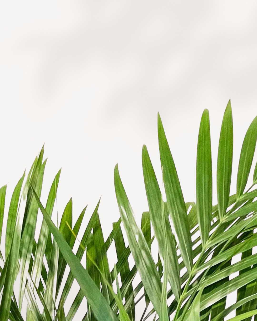 Areca Palm plant in a pot