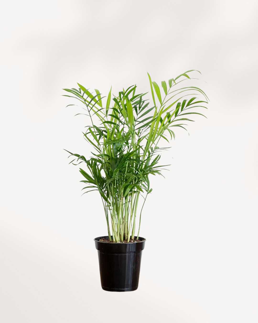 areca palm buy canada Areca Palm | Buy Online - Lush Indoor Palm for Elegant Spaces | Mygreenscape