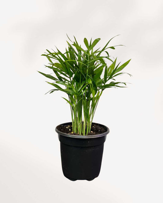 Parlour Palm 4" Pot - Small