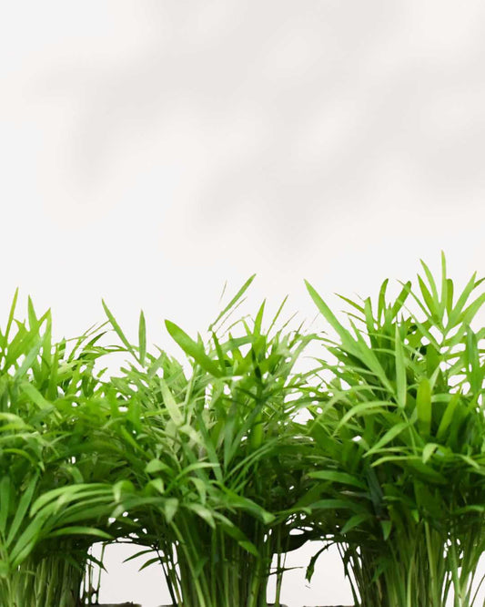 Parlour Palm 4" Pot - Small