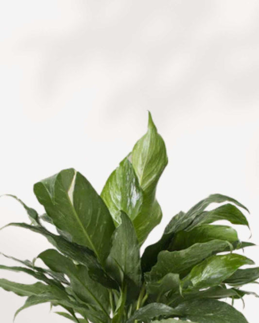 Peace Lily Domino 6" Pot - Medium