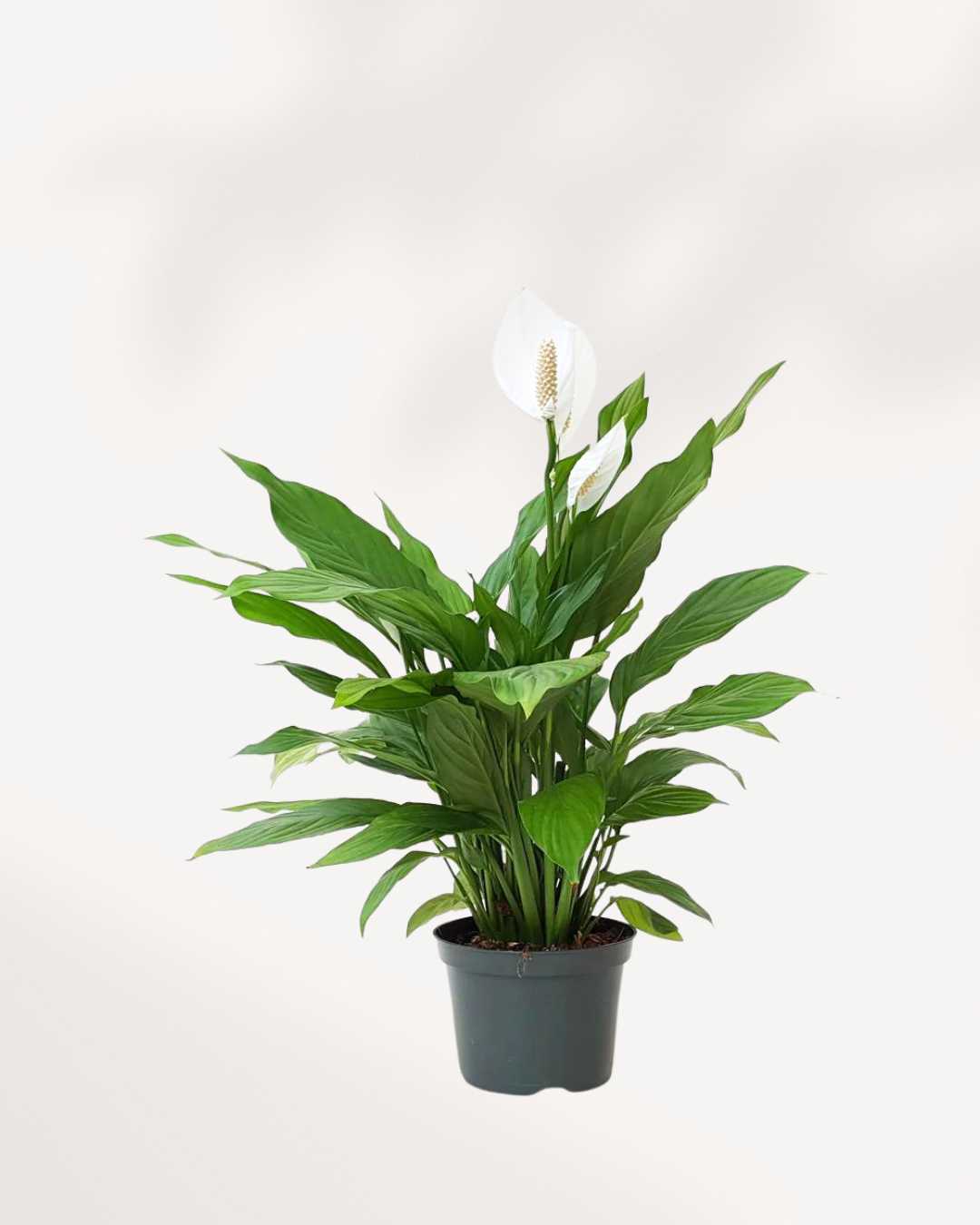 Peace Lily Small Buy Plants Online - Houseplant Delivery