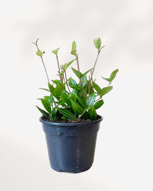 Peperomia Angulata 4" Pot - Small