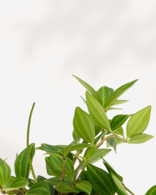 Peperomia Angulata 4" Pot - Small