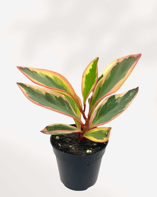 Peperomia Ginny - Tricolor | Buy Online
