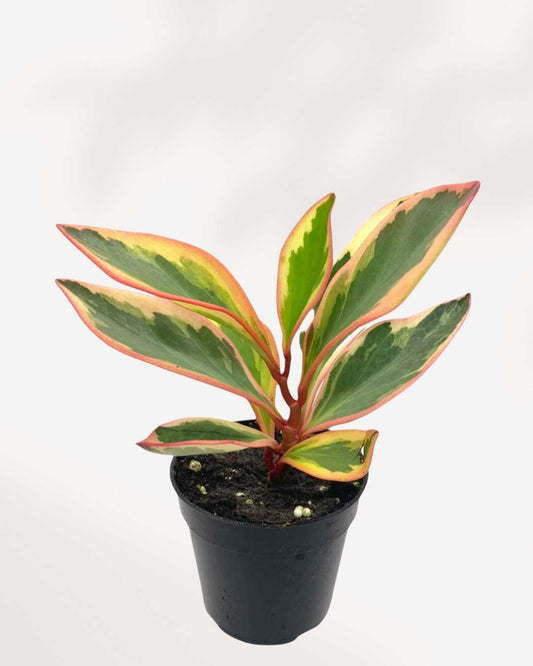 Peperomia Ginny - Tricolor - Peperomia Clusiifolia 2.5" Pot - Small