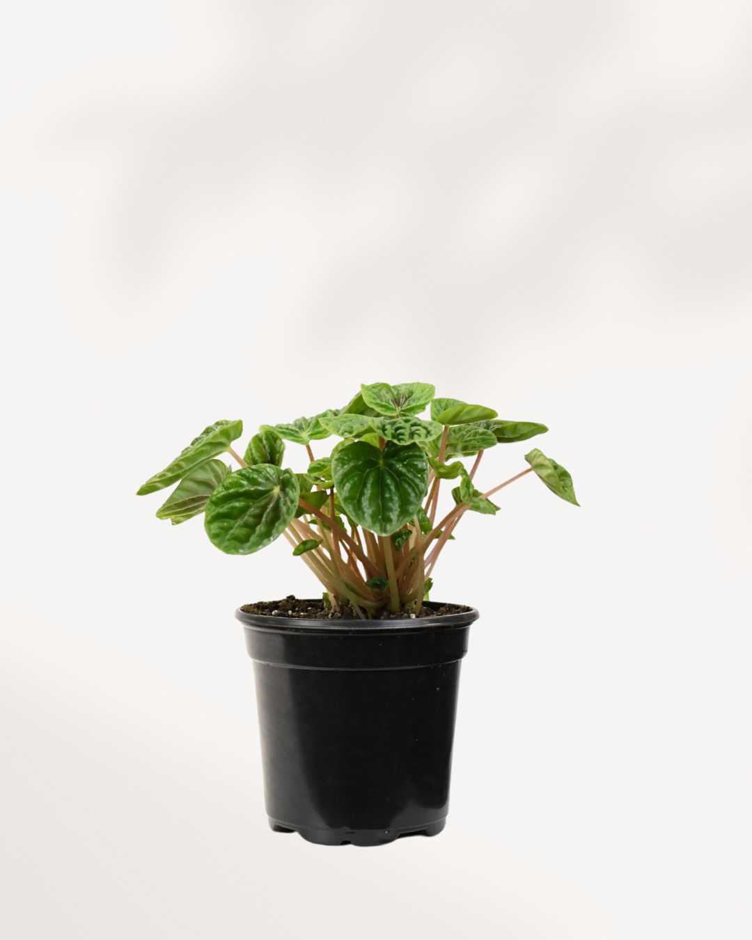 Peperomia Green Ripple showing deeply textured leaves