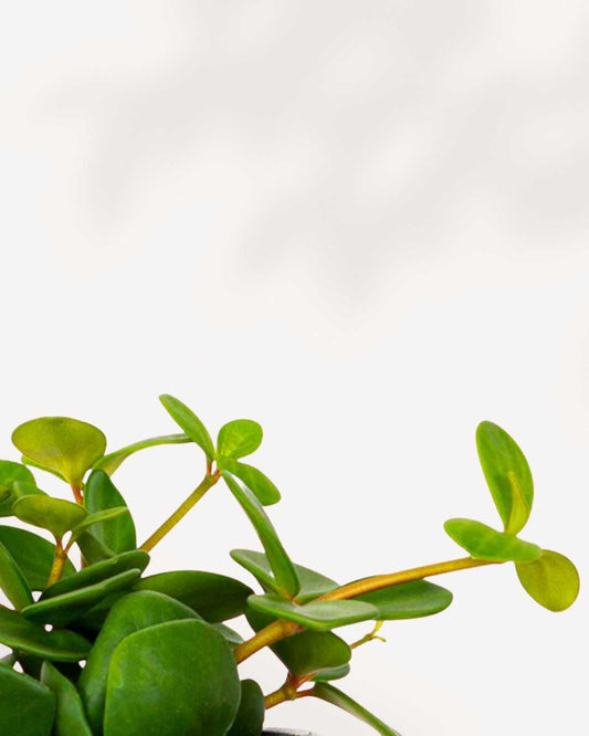 Peperomia Hope - Peperomia Tetraphylla 2.5" Pot - XSmall